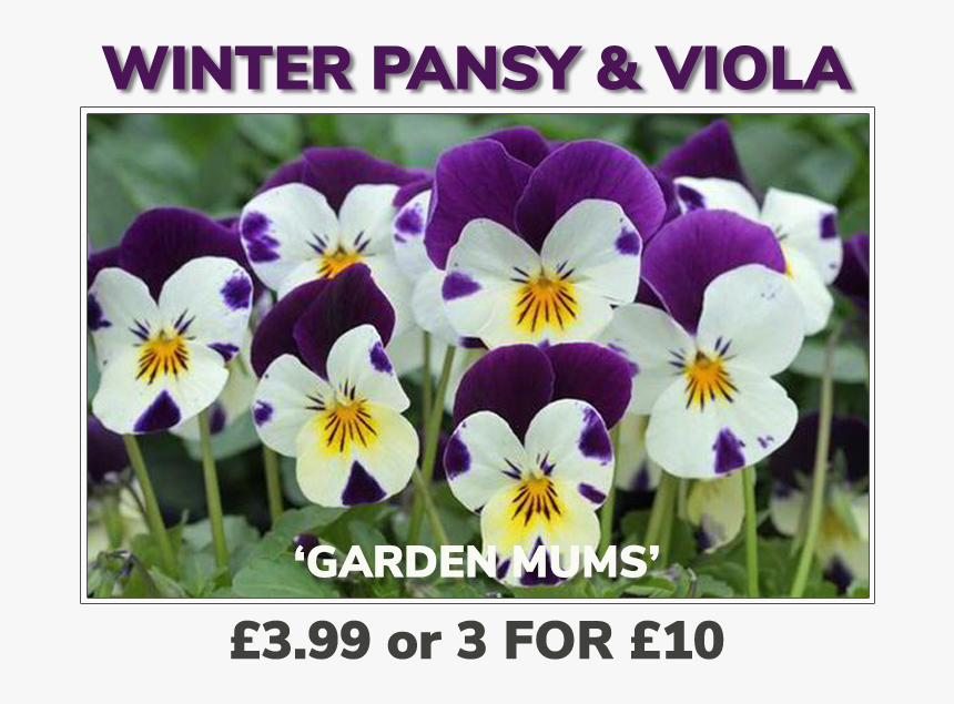 Grovewell Promos Winter Pansy & Viola - Sardi Plants, HD Png Download