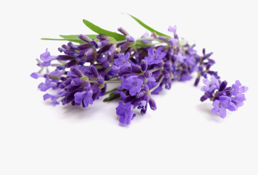 81, Lavender, Png V - Lavender Water On Face, Transparent Png