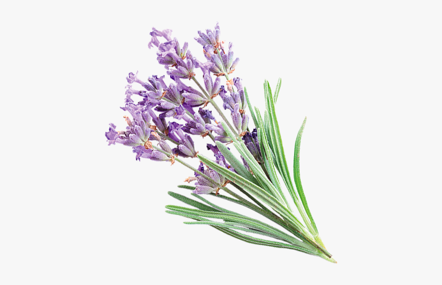 Agapanthus, HD Png Download
