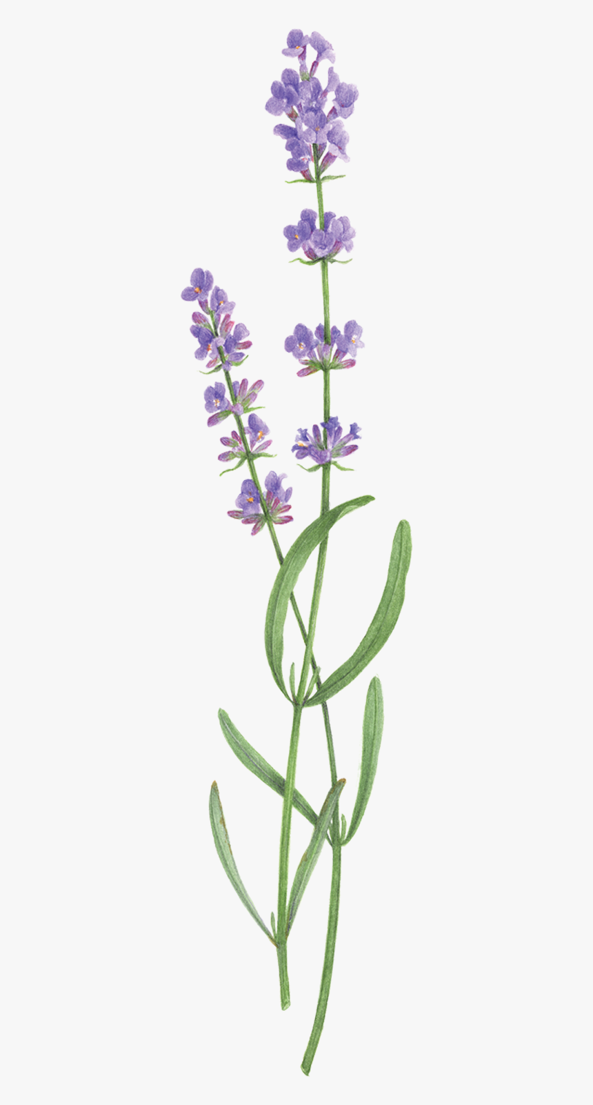 Two Sprigs Of Lavender, HD Png Download