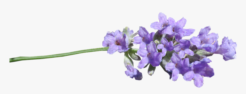Lavender, Stem, Cut Out - Lavender Png, Transparent Png