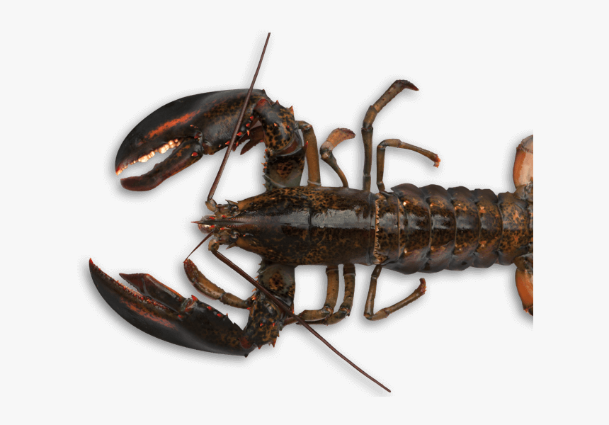 Transparent Crawdad Clipart - American Lobster, HD Png Download