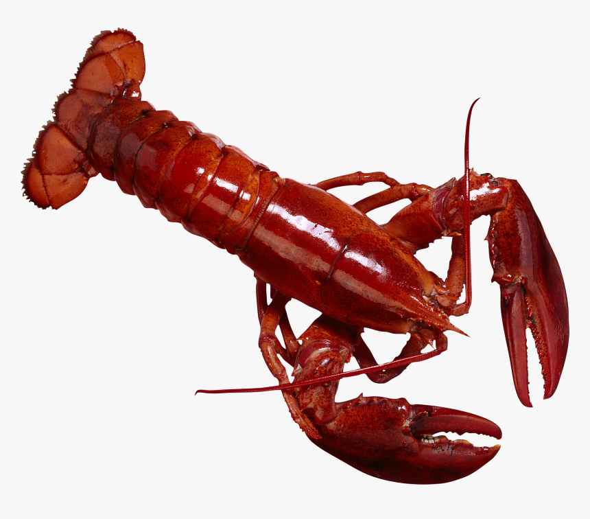 Lobster Png - Рак Карточки, Transparent Png