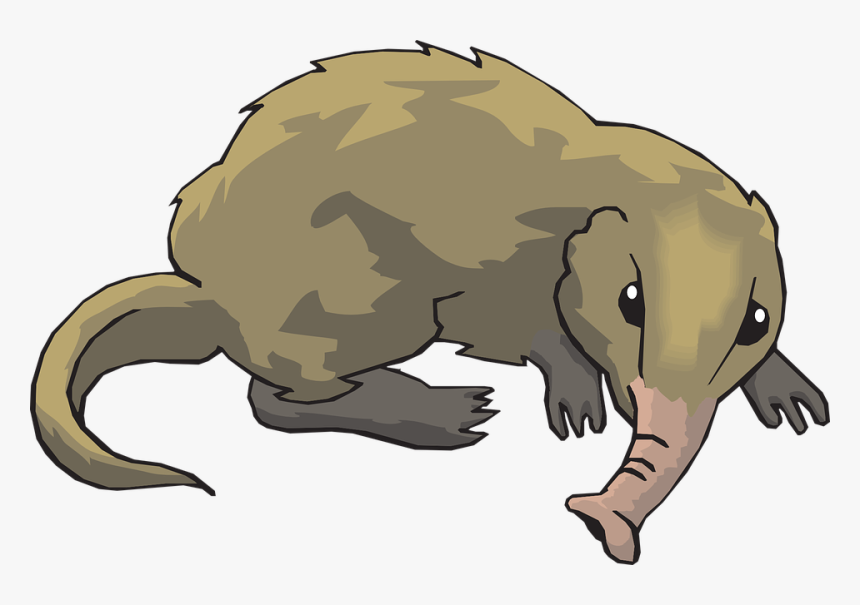 Long, Tail, Animal, Fur, Shrew, Nosed - Shrew Clipart, HD Png Download