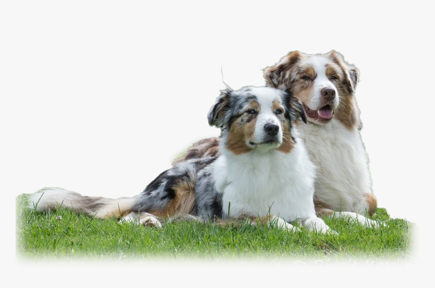 Transparent Australian Shepherd Png - Australian Shepherd Png, Png Download