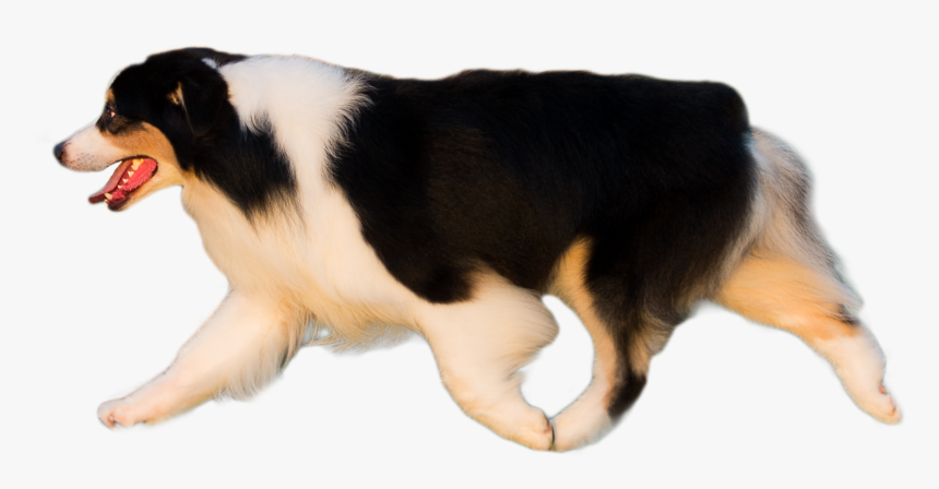 Companion Dog, HD Png Download