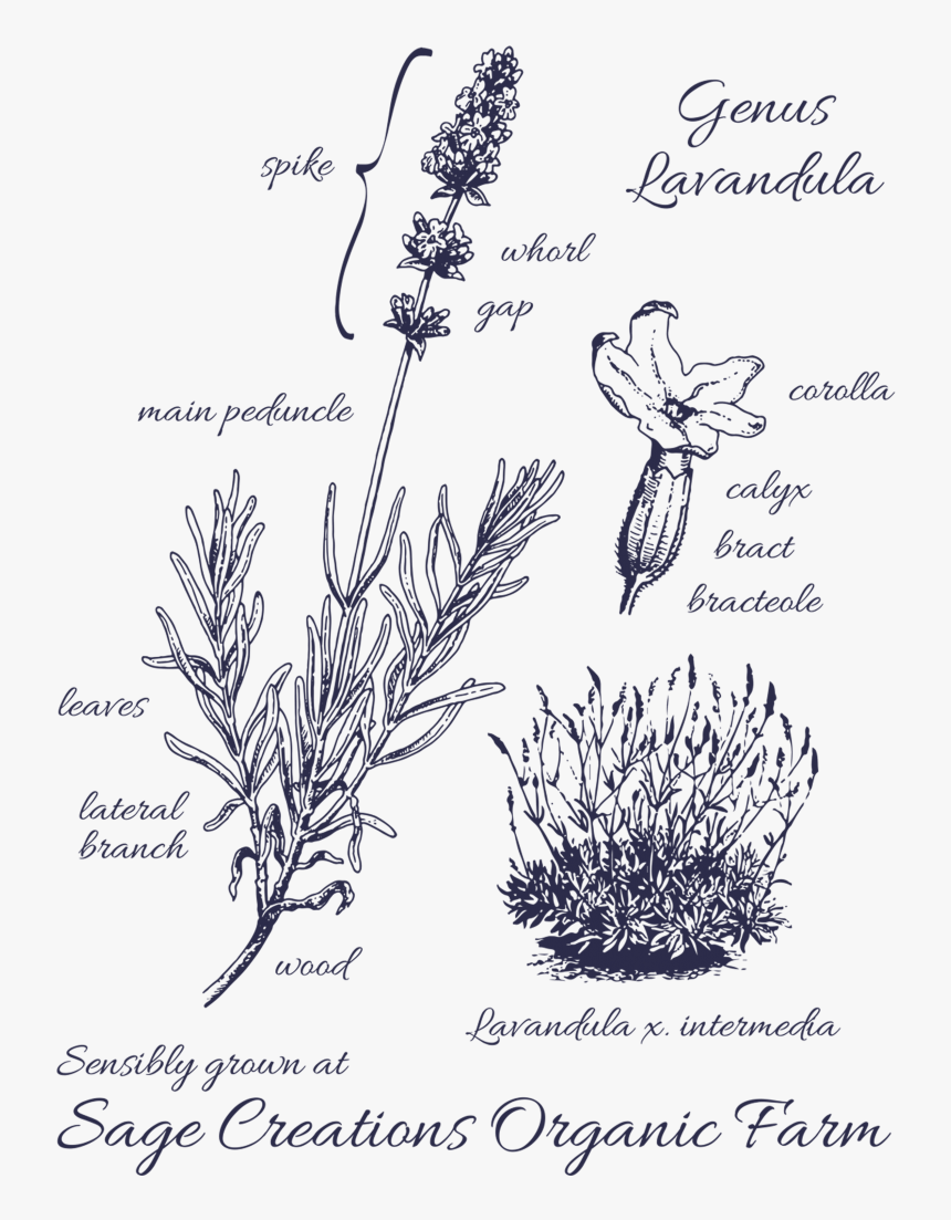 Harvest Lavender, HD Png Download