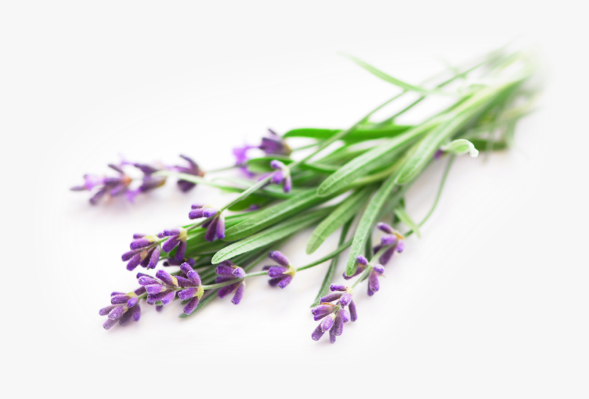 Lavender - Essential Oil Lavender Png, Transparent Png