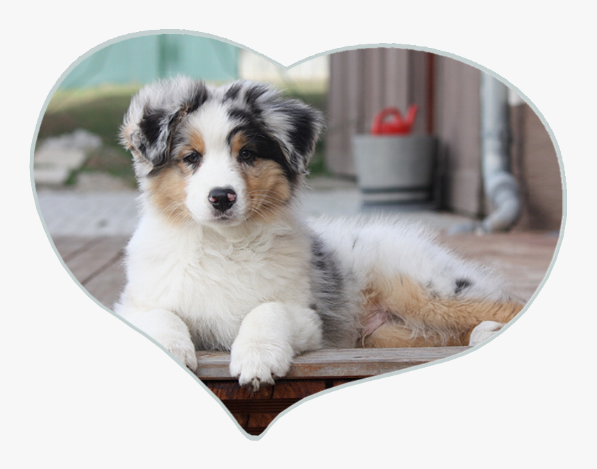 Transparent Australian Shepherd Png - Australian Collie, Png Download