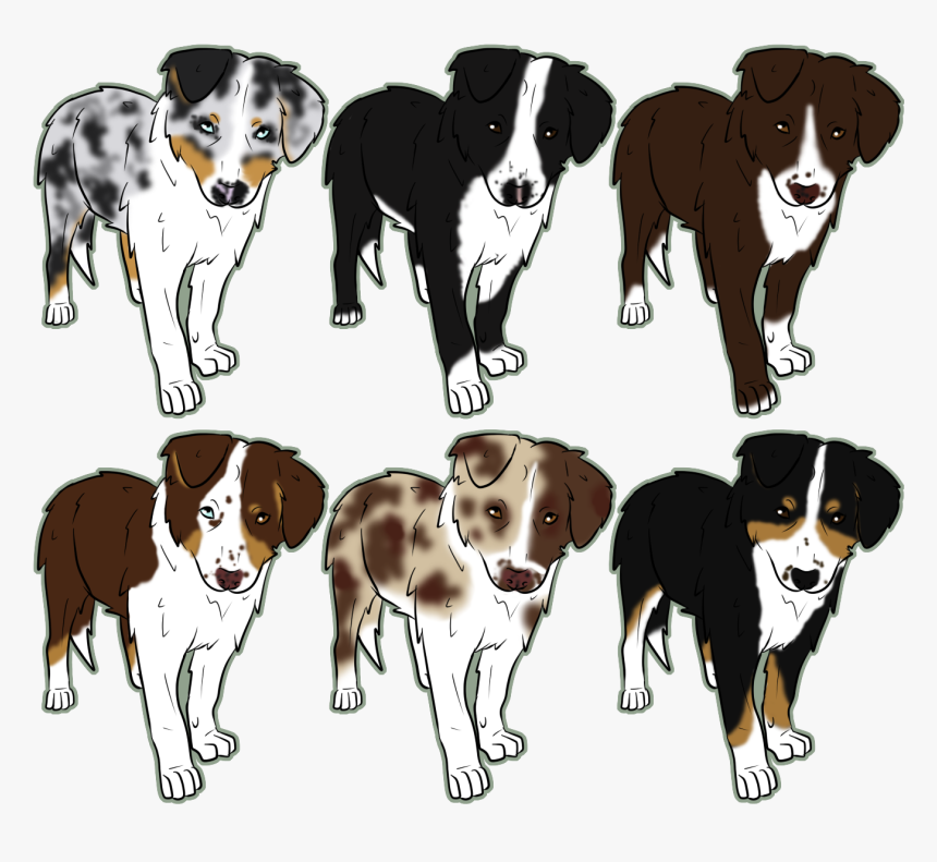 lps australian shepherd