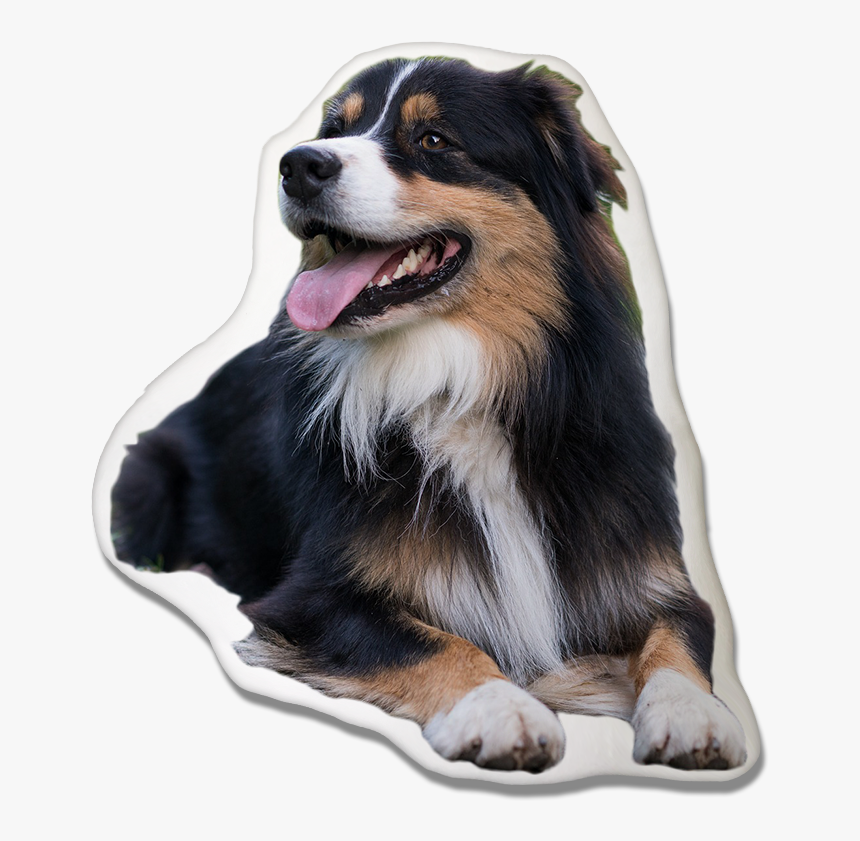 Australian Shepherd Pillow - Australian Shepherd, HD Png Download