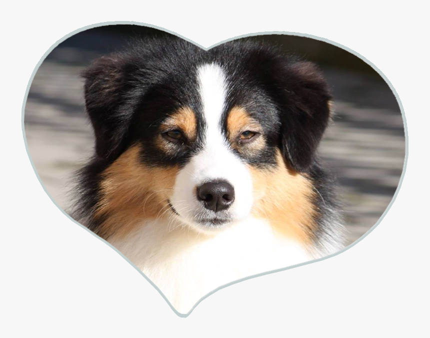 Australian Collie, HD Png Download