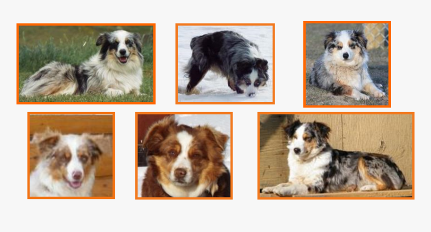 Australian Shepherd, HD Png Download