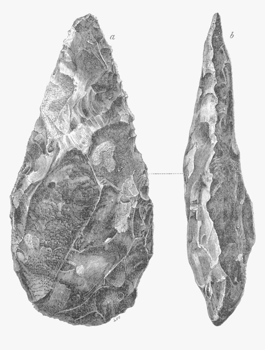 Transparent Mexican Man Png - Bivalve, Png Download