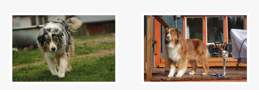 Picture - Australian Shepherd, HD Png Download