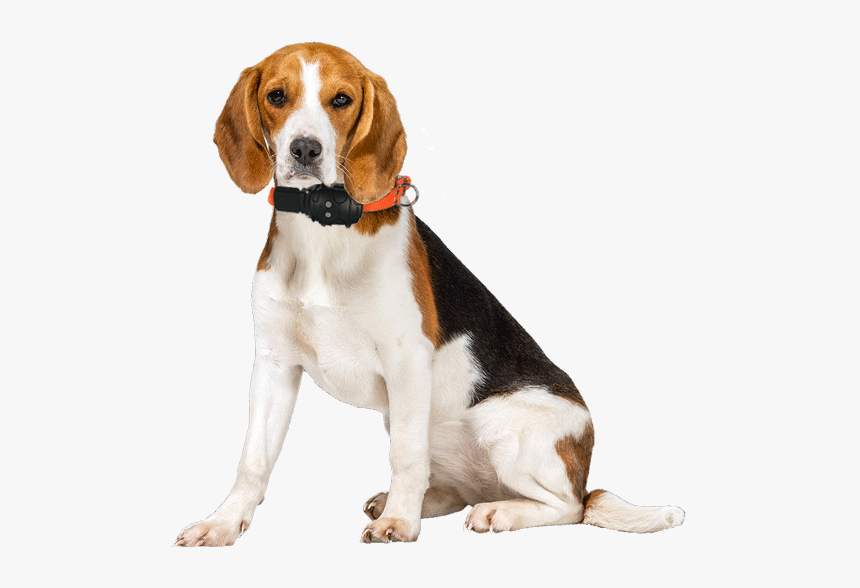 Australian Shepherd Thunderworks For Dogs And Cats - Thundershirt Dog, HD Png Download