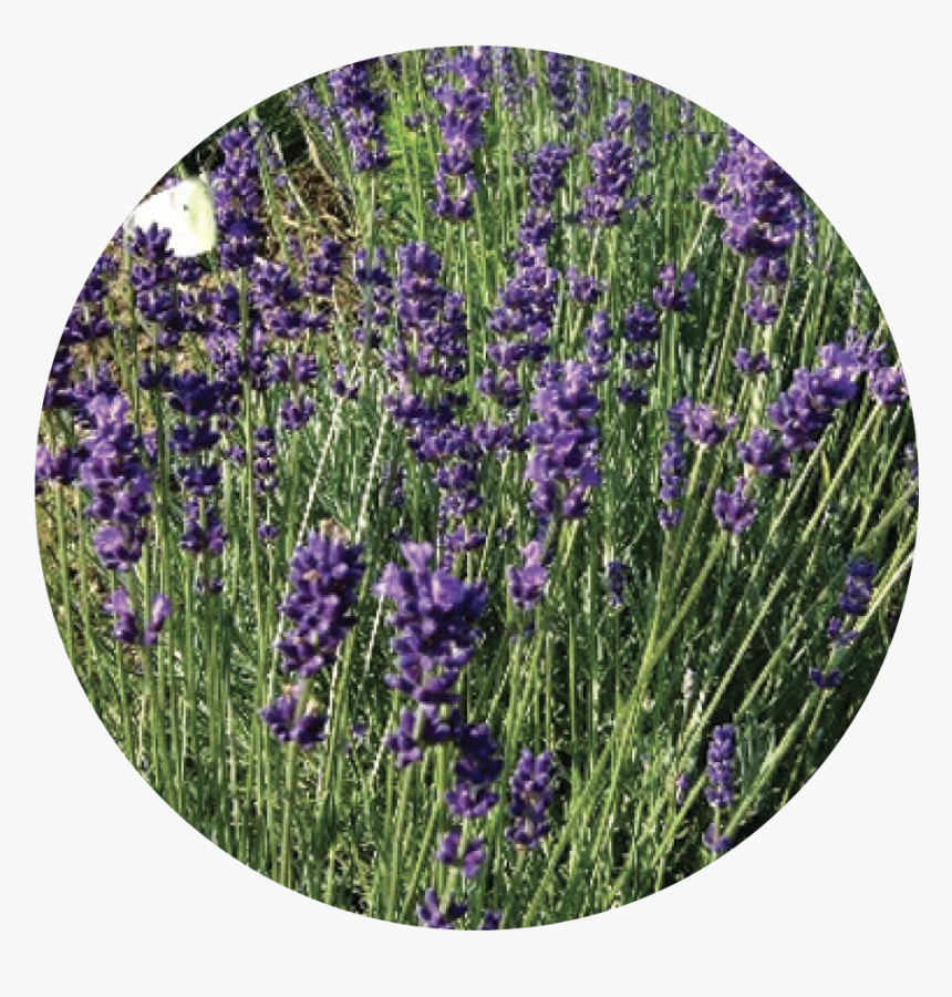 English Lavender, HD Png Download
