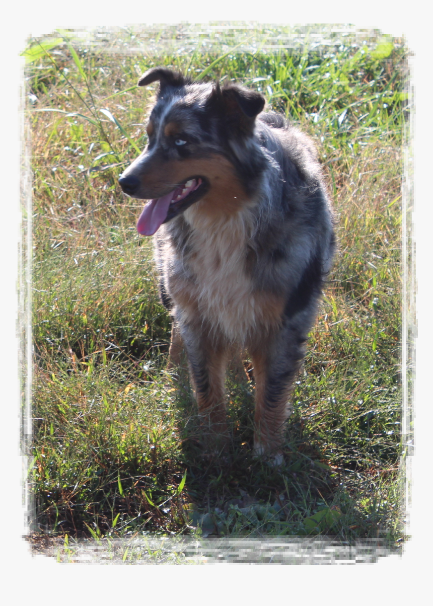 Dog Catches Something, HD Png Download