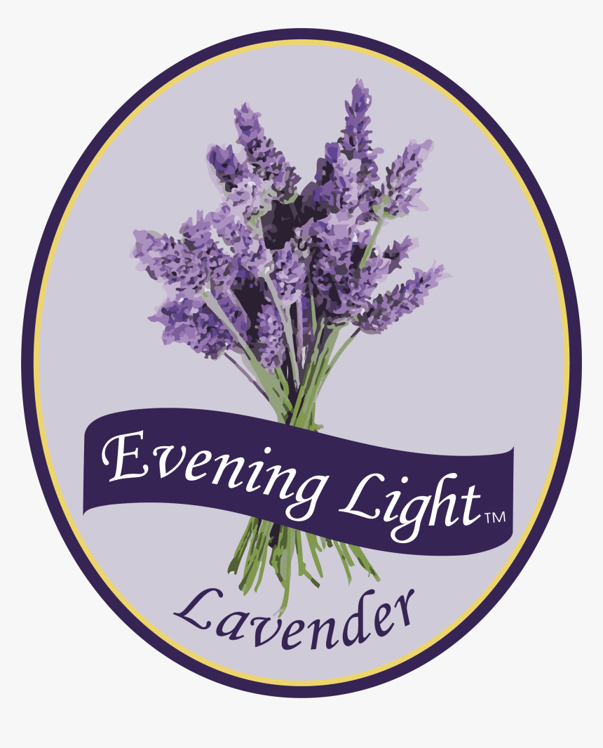 English Lavender, HD Png Download
