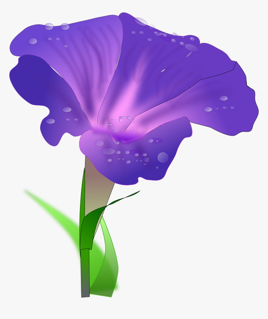 Iris Flower Clip Art - Morning Glory Flower Clipart, HD Png Download