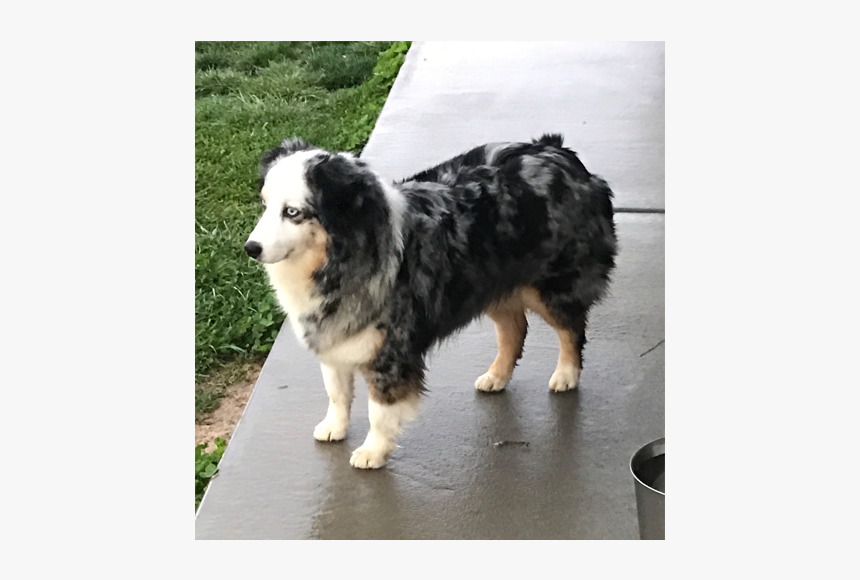 Australian Collie, HD Png Download