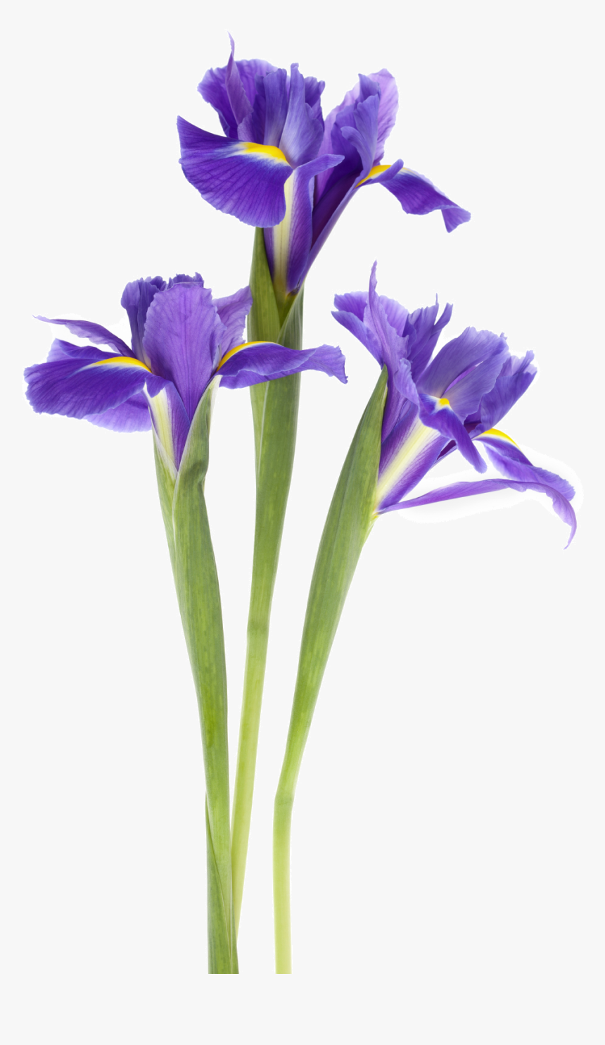 Photo V - Iris Png Transparent, Png Download