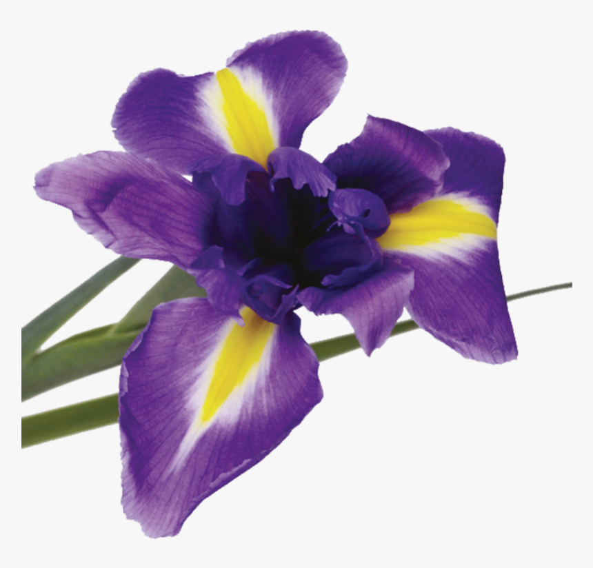 Something Purple And Yellow, HD Png Download