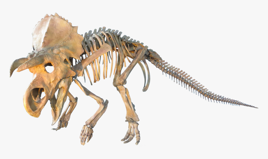 Judithian Aged Ceratopsian - Dinosaur Skeleton Transparent Background, HD Png Download