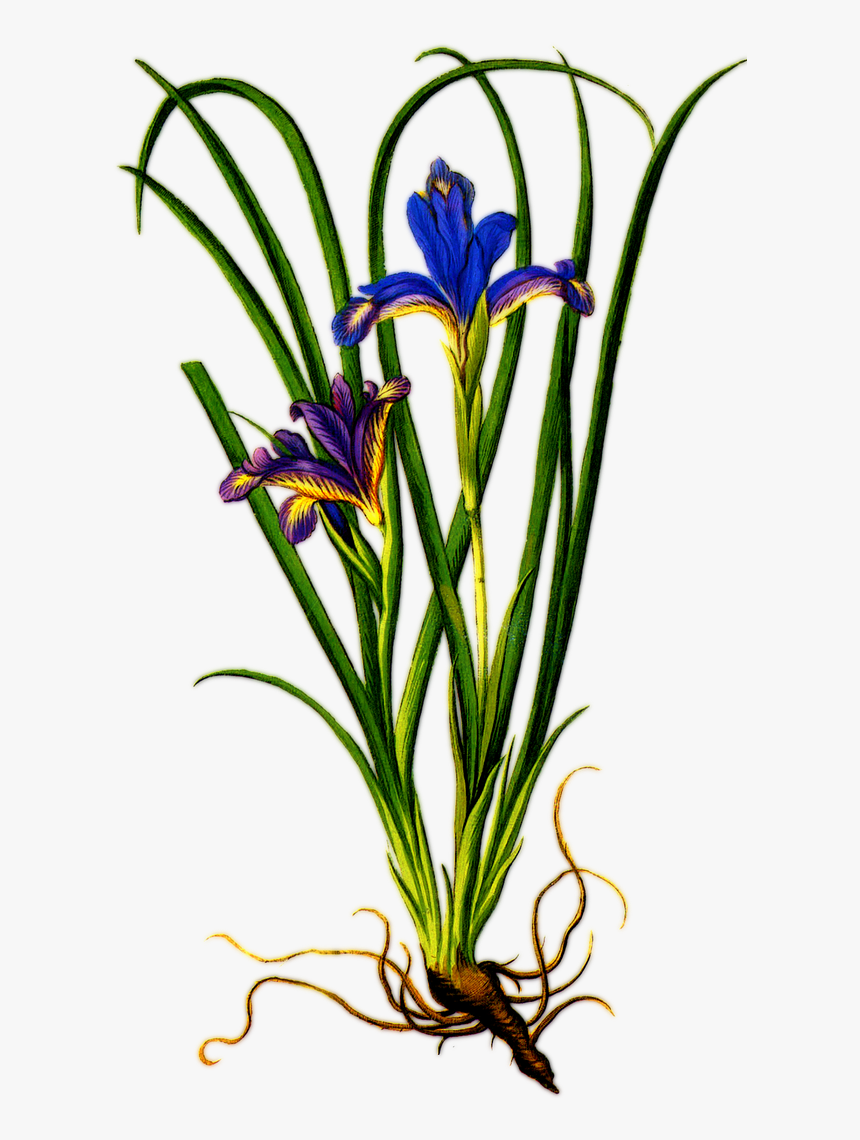 Iris Flower With Roots, HD Png Download