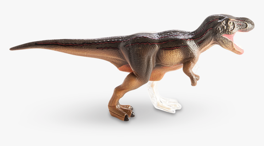4d Vision T-rex Anatomy Model - Anatomy, HD Png Download