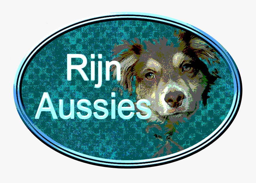 Rijn Aussie - Dog, HD Png Download