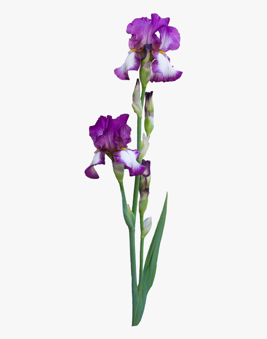 Why Do People Choose To Birth At A Birth Center - Iris Albicans, HD Png Download