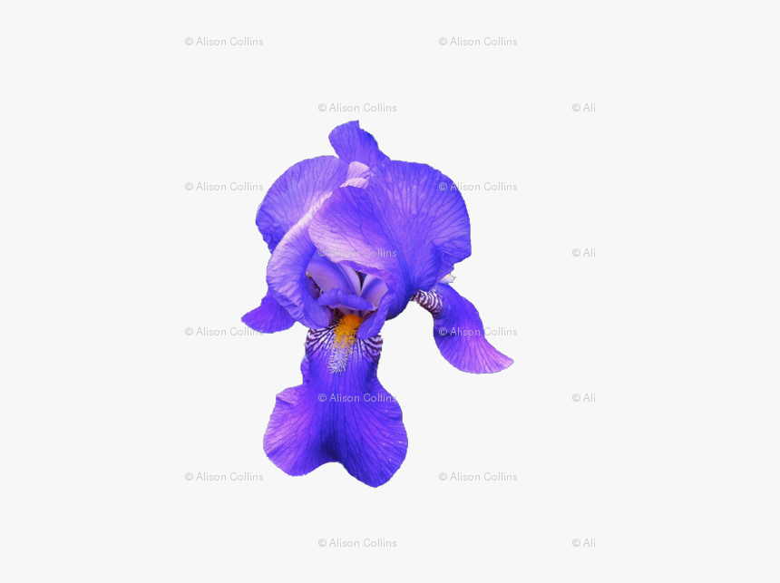 Iris Versicolor, HD Png Download