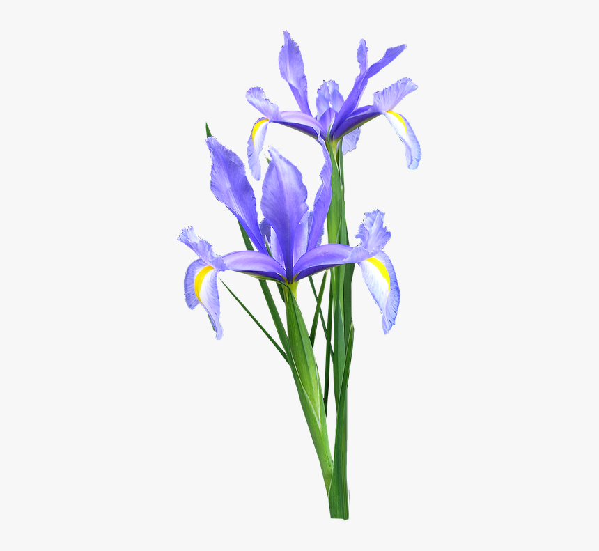 Iris, Dutch, Flowers - Blue Iris Flower Png, Transparent Png