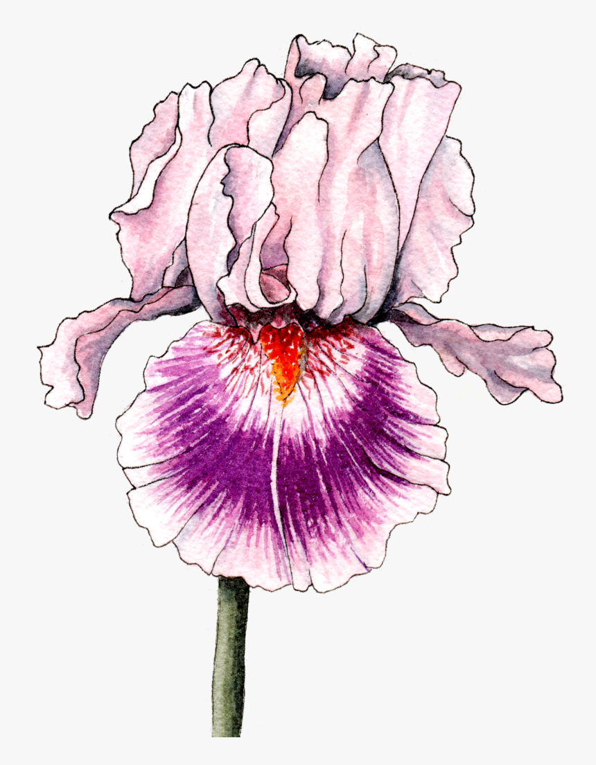Transparent Iris Flower Png - Iris, Png Download