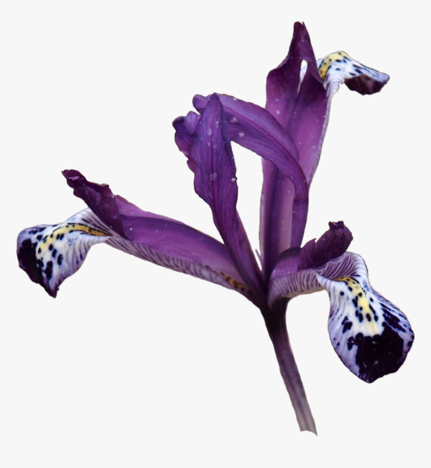 Iris Versicolor, HD Png Download