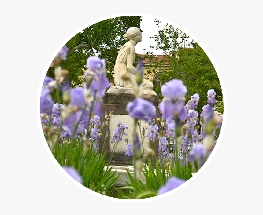 Iris, HD Png Download