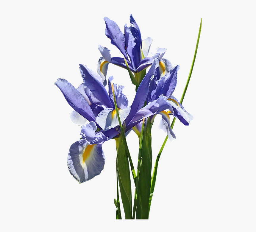 Flowers, Blue, Iris, Dutch, Stems, Bulb, Plant, Cut - Algerian Iris, HD Png Download