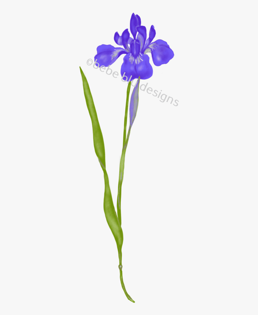 Siberian Iris - Iris Versicolor, HD Png Download