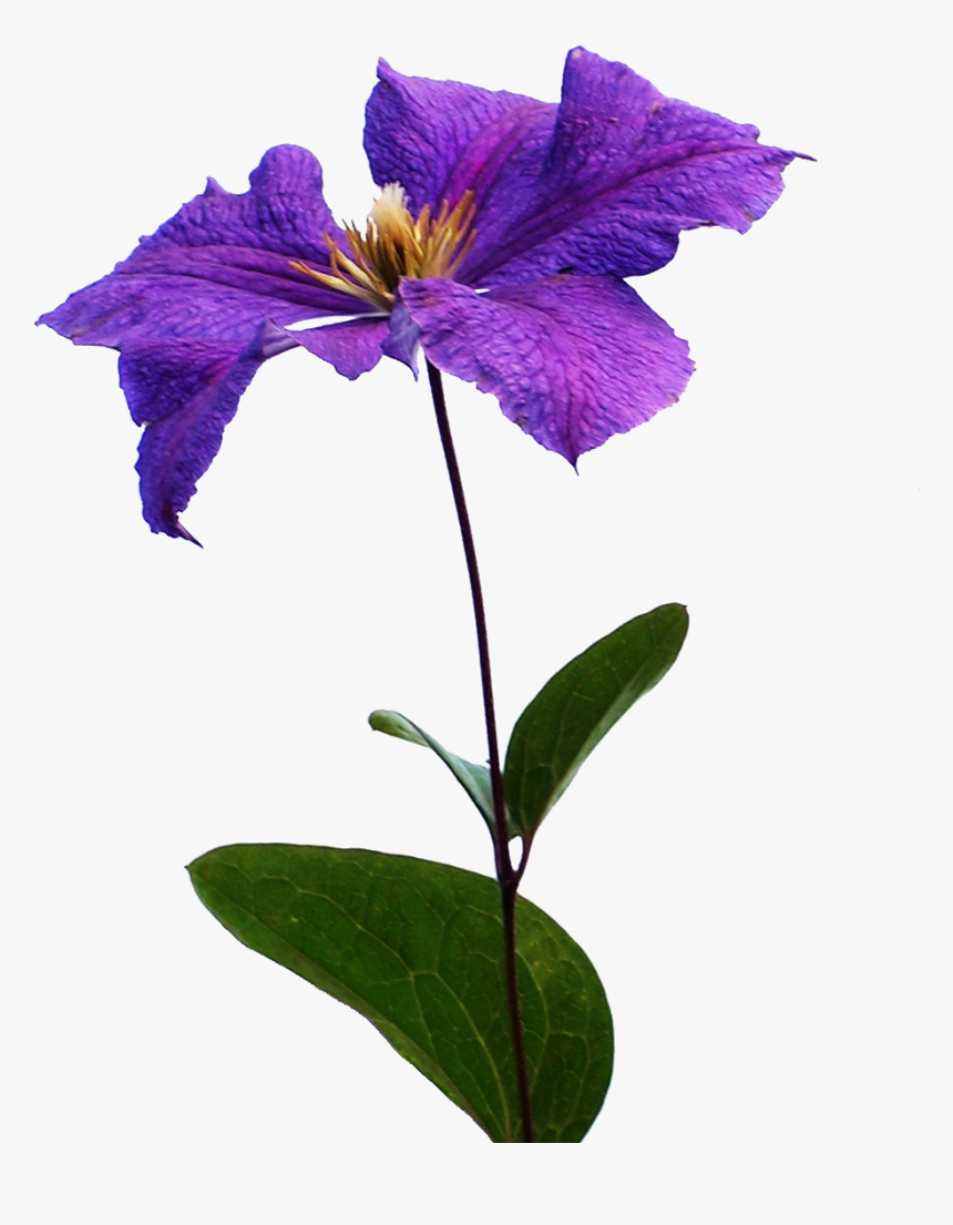 Clematis Flowers Png Background - Iris, Transparent Png