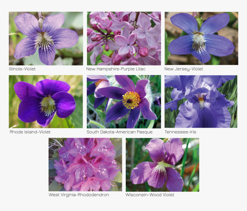 Viola, HD Png Download