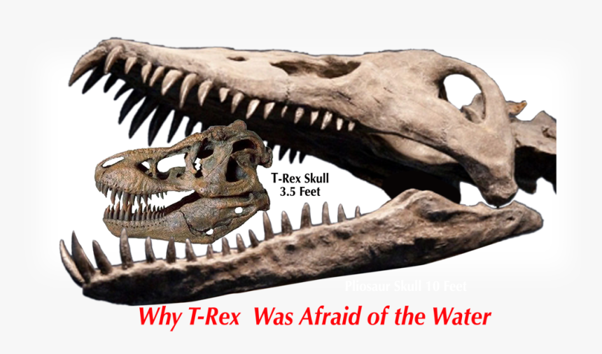 Pliosaur Skull, HD Png Download