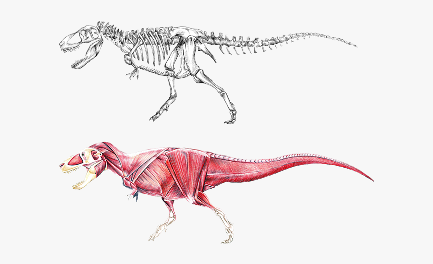 Dinosaur Anatomy, HD Png Download