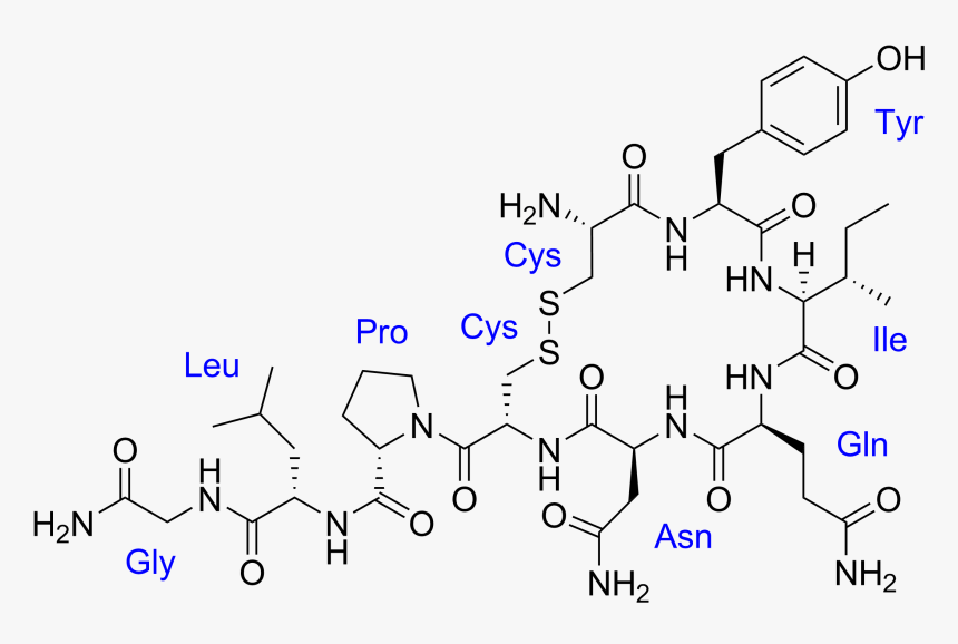 Oxytocin With Labels - Oxytocin Molecule, HD Png Download