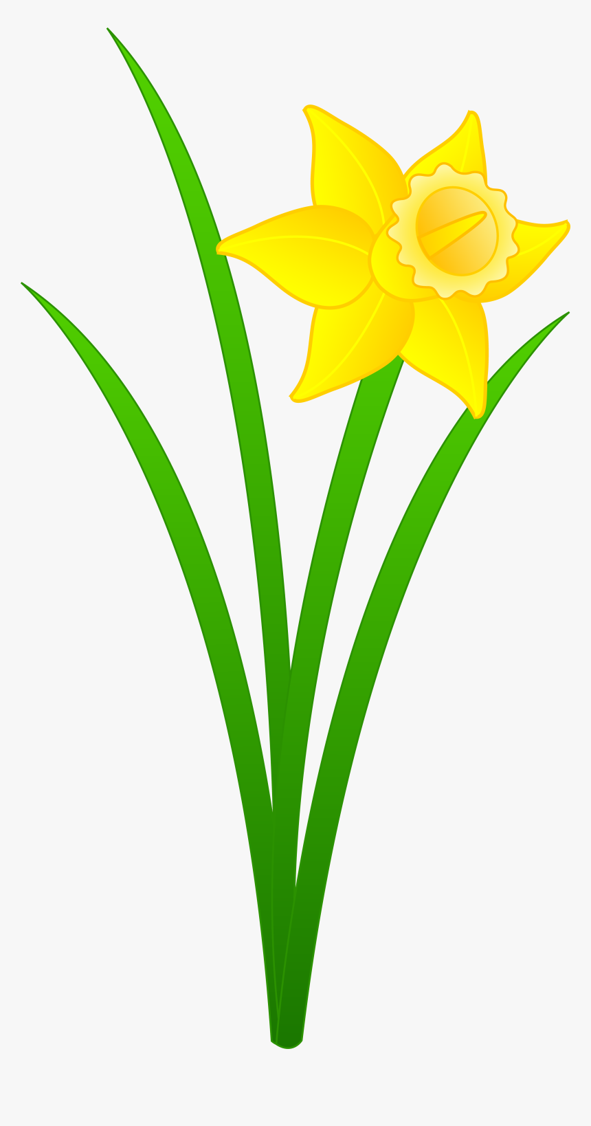 Top 91 Daffodil Flower Clip Art - Daffodil Clipart, HD Png Download