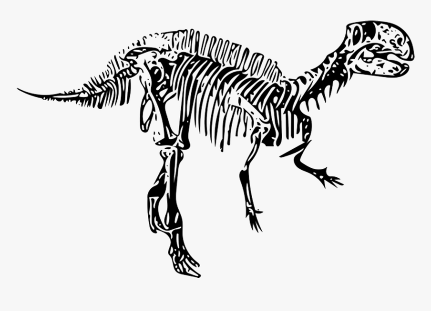 Dinosaur, Fossil, Fukui City - Dinosaurios Fosiles Png, Transparent Png