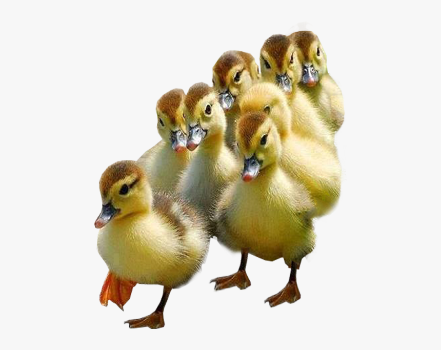 Ducklings With Transparent Background, HD Png Download