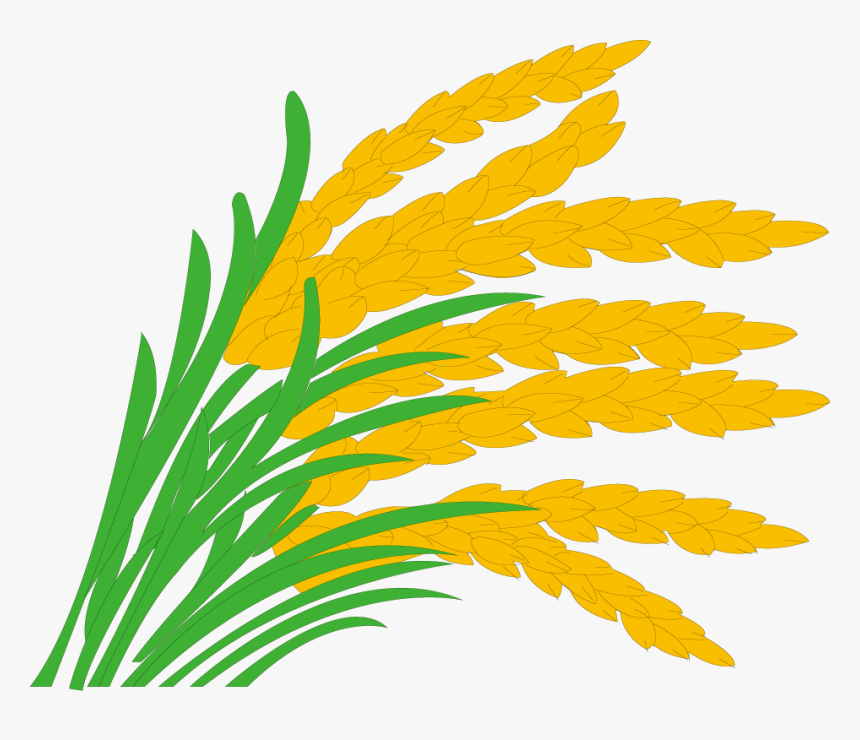 Paddy Field Grasses Clip - Rice Field Clipart, HD Png Download