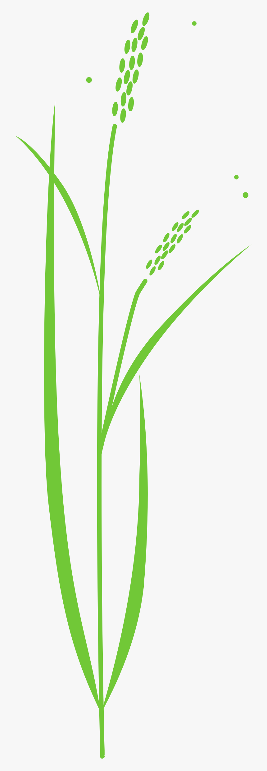 Transparent Plant Clip Art - Rice Plant Free Clipart, HD Png Download