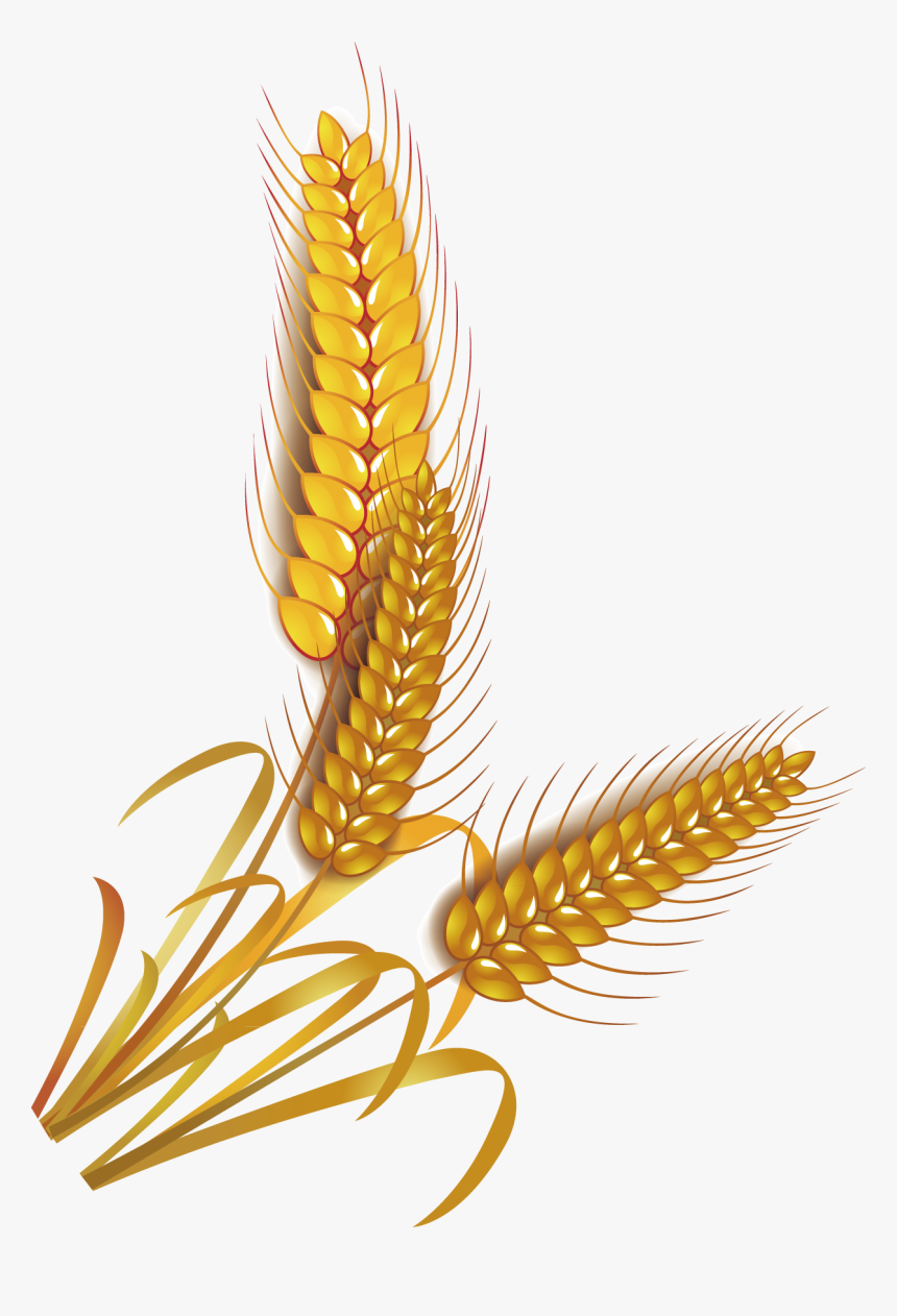 Wheat Rice Cereal Whole Grain Clip Art - Grain Rice Vector Png, Transparent Png
